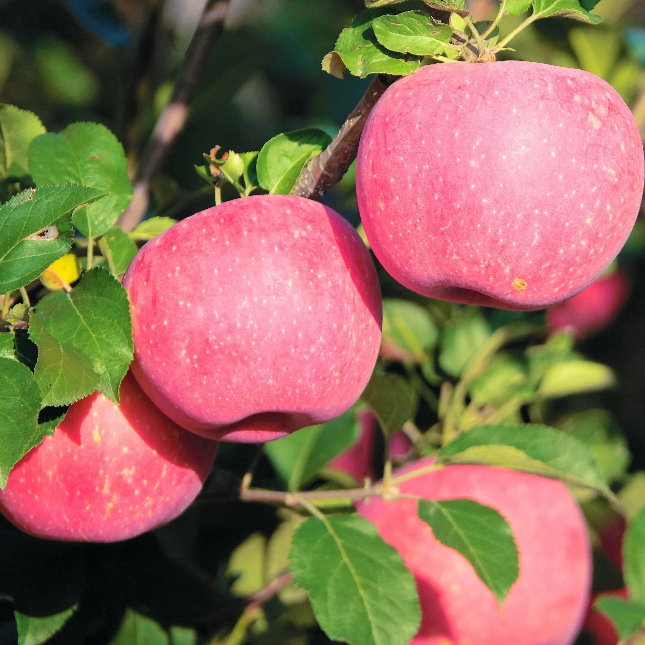 Fuji Apple Tree