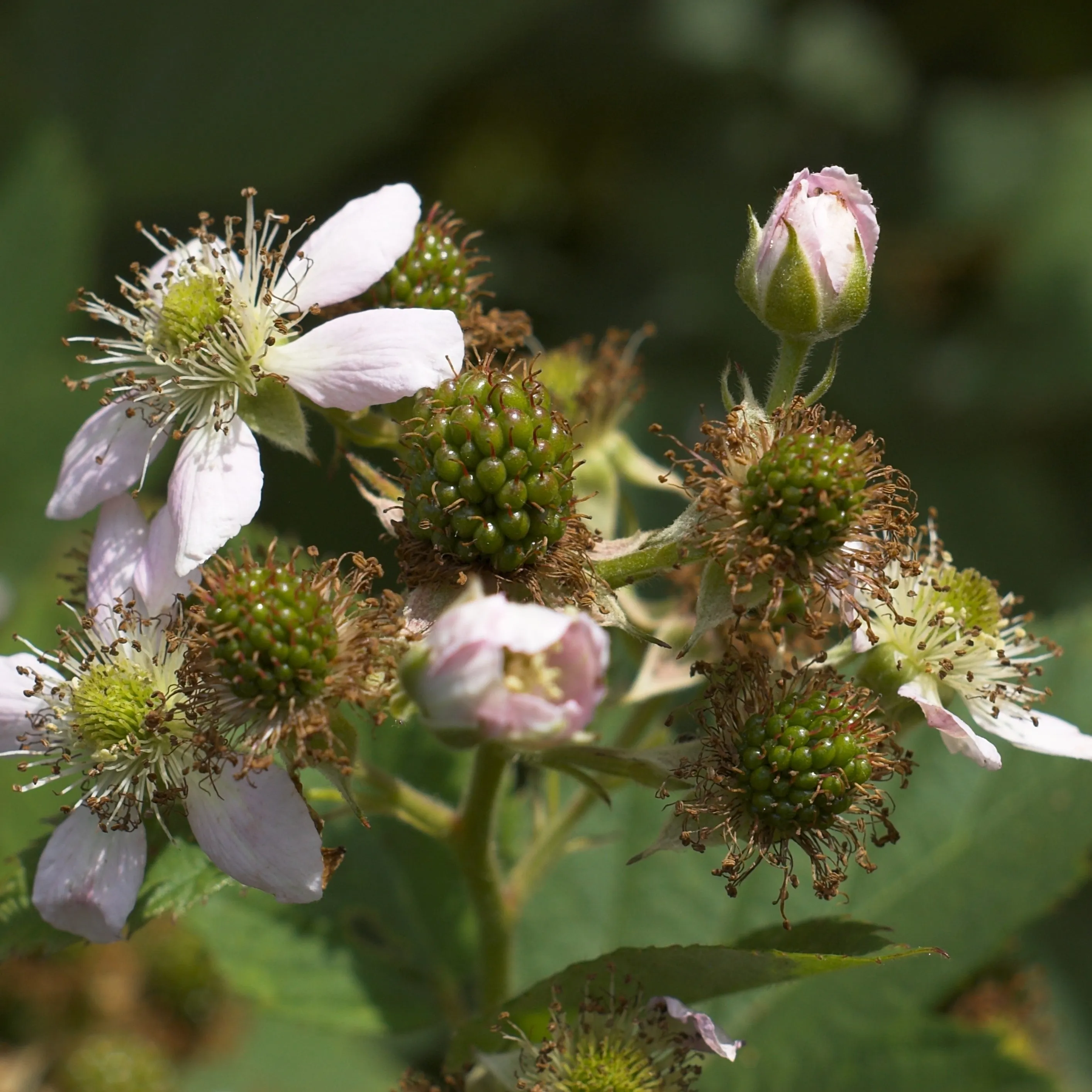 Ouachita Blackberry