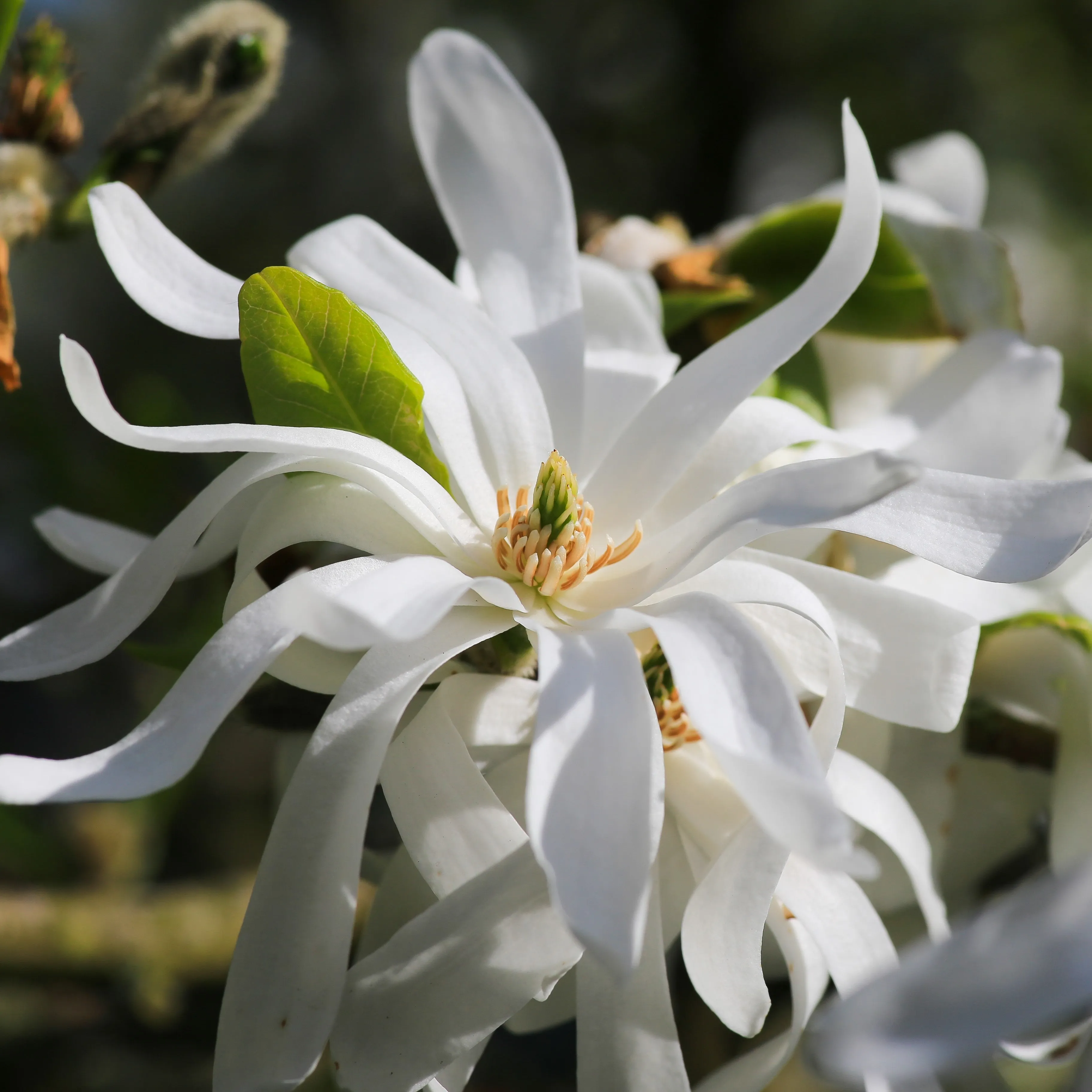 Royal Star Magnolia Tree